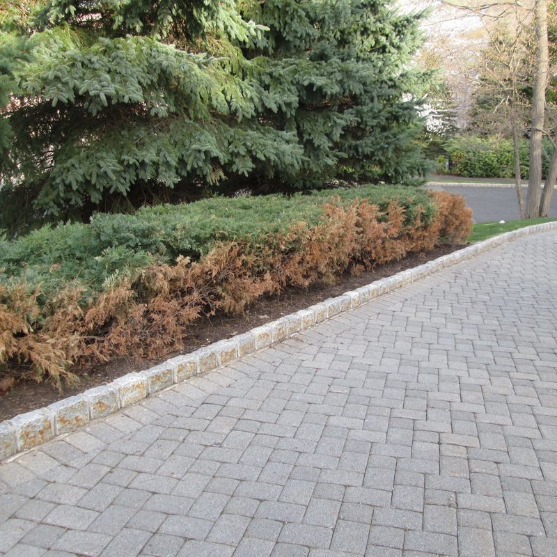 Block Salt Spray Near Roads And Driveways