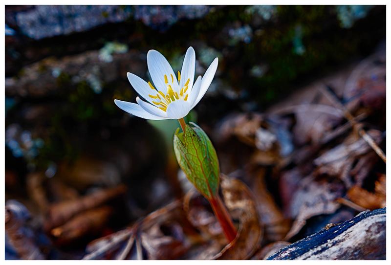 Bloodroot Bleeds Red When You Break It Bloodroot Bleeds Red When You Break It