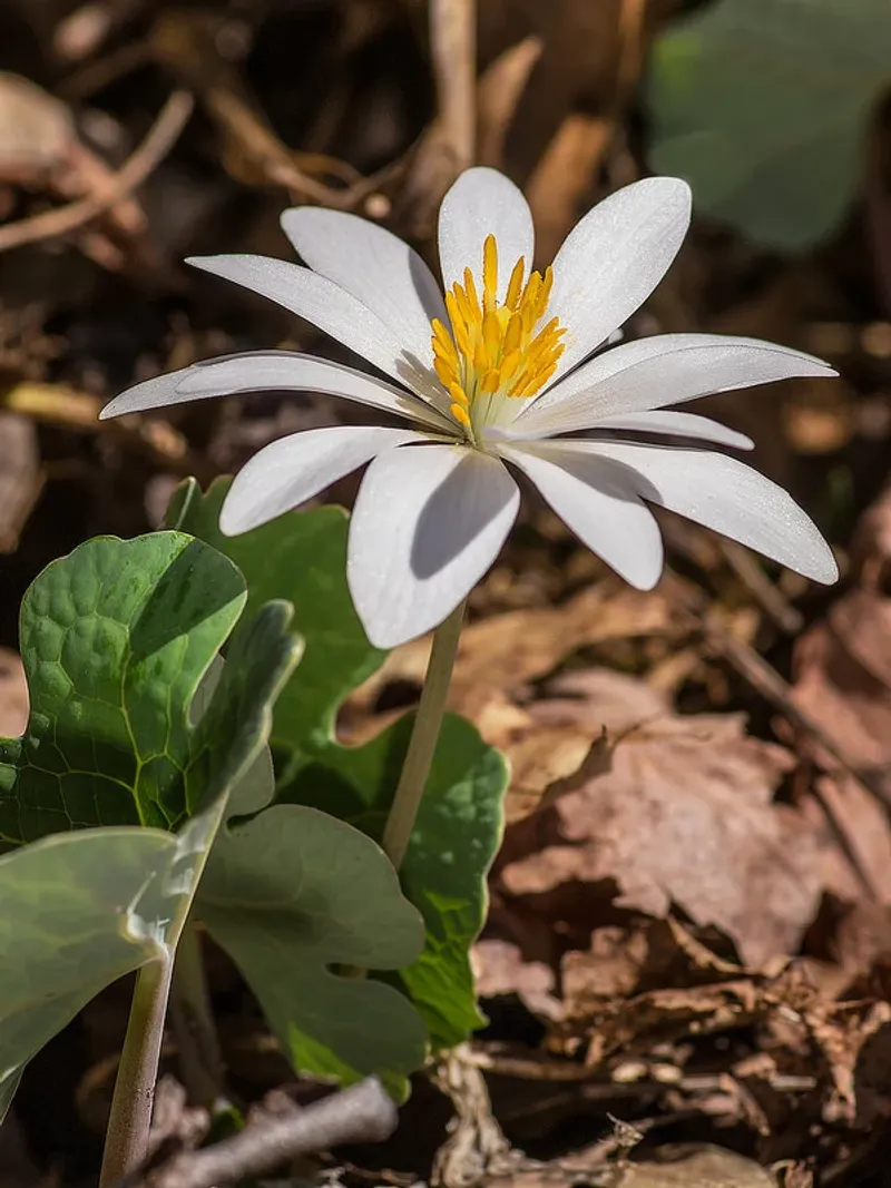 Bloodroot Gets Its Name From Red Sap
