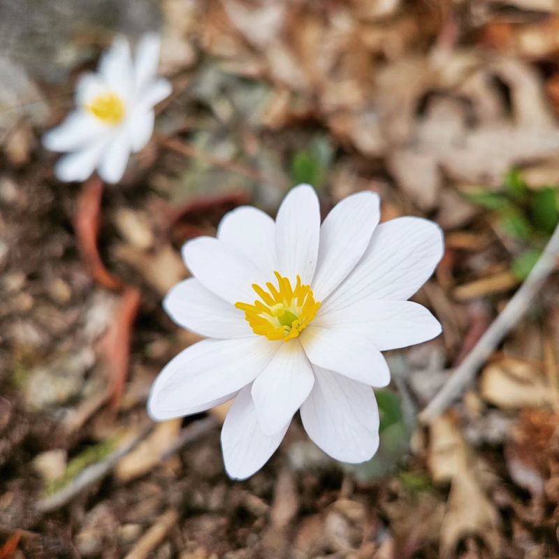 Bloodroot Opens White Flowers Before The Trees Fully Leaf Out Bloodroot Opens White Flowers Before The Trees Fully Leaf Out