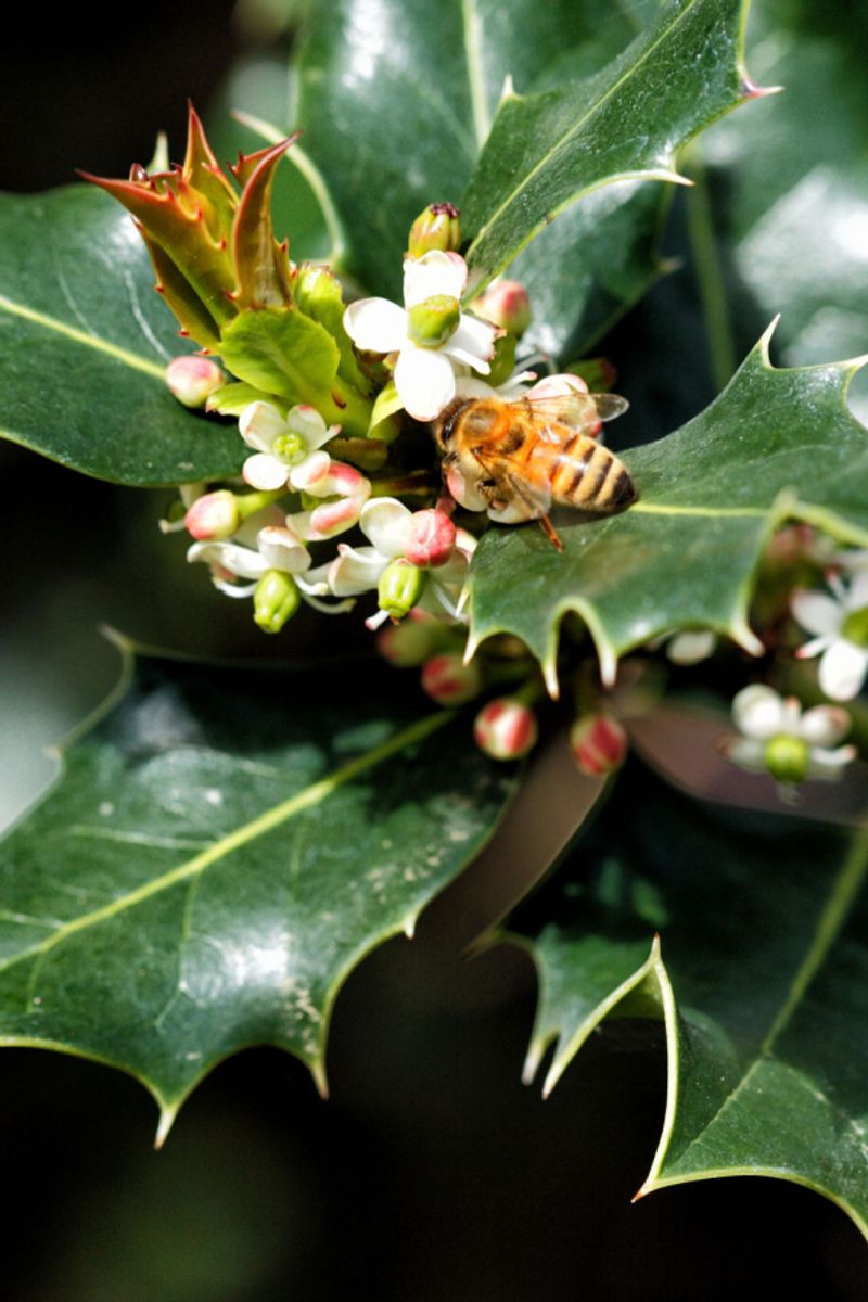 Bloom Times Need To Overlap For Pollination