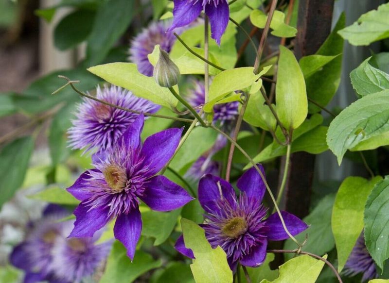 Bloom timing helps reveal which stems matter Bloom timing helps reveal which stems matter