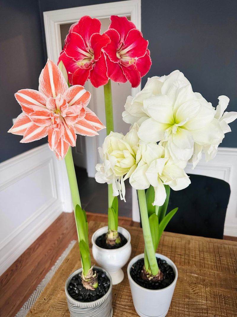 Blooming Time Varies Between Bulbs And Growing Conditions
