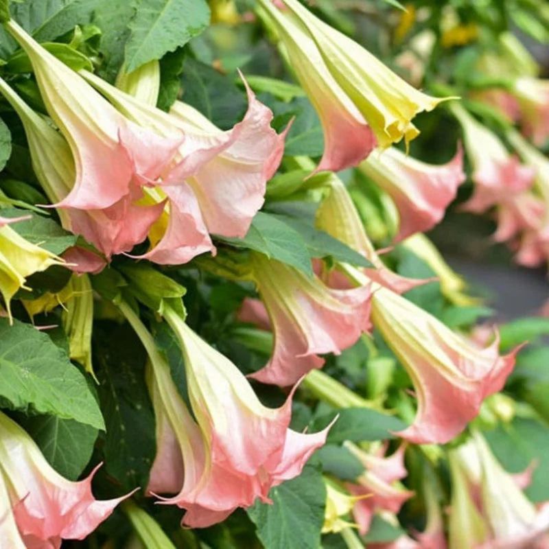 Blooms Come In White, Yellow, Peach, And Pink Blooms Come In White, Yellow, Peach, And Pink