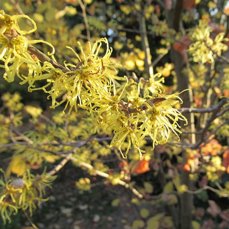 Blooms Often Open While The Leaves Are Turning Or Falling Blooms Often Open While The Leaves Are Turning Or Falling