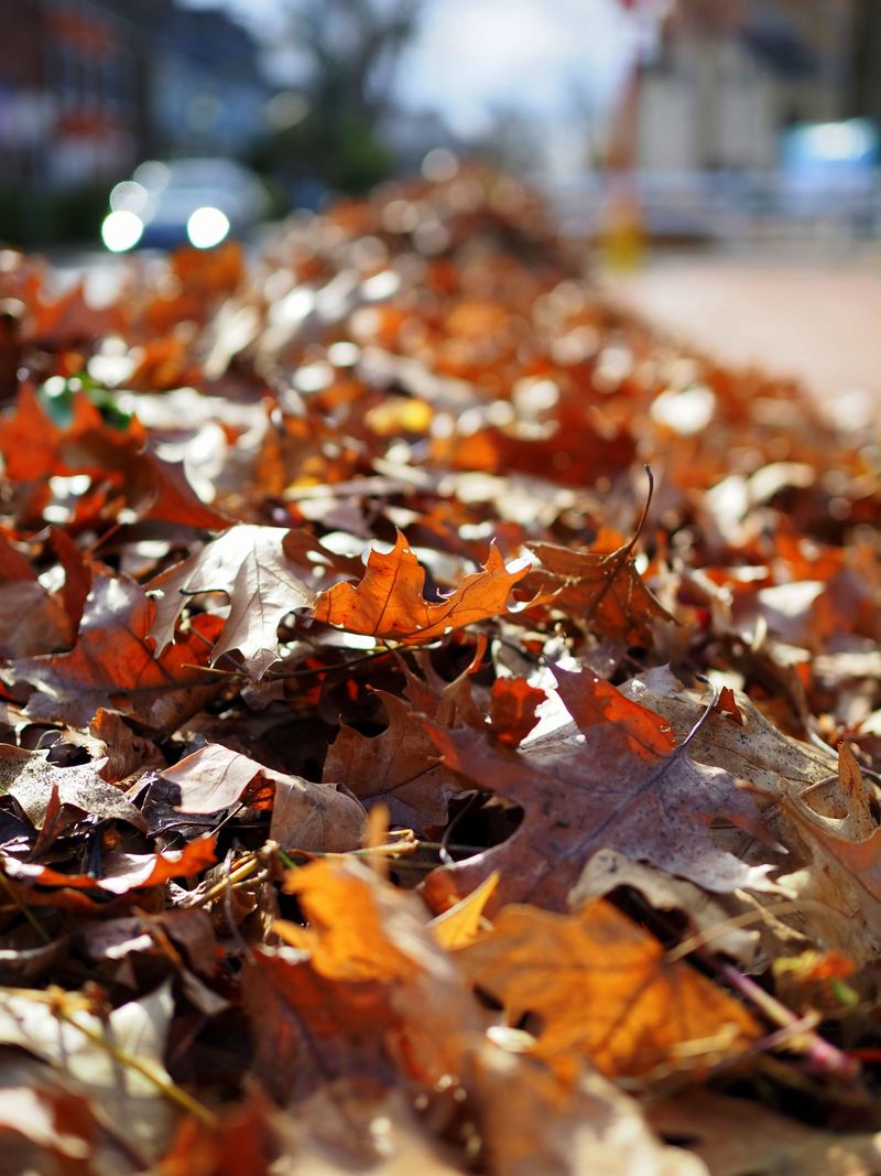 Blowing Leaves Into The Street Can Hurt The Chesapeake Bay Blowing Leaves Into The Street Can Hurt The Chesapeake Bay