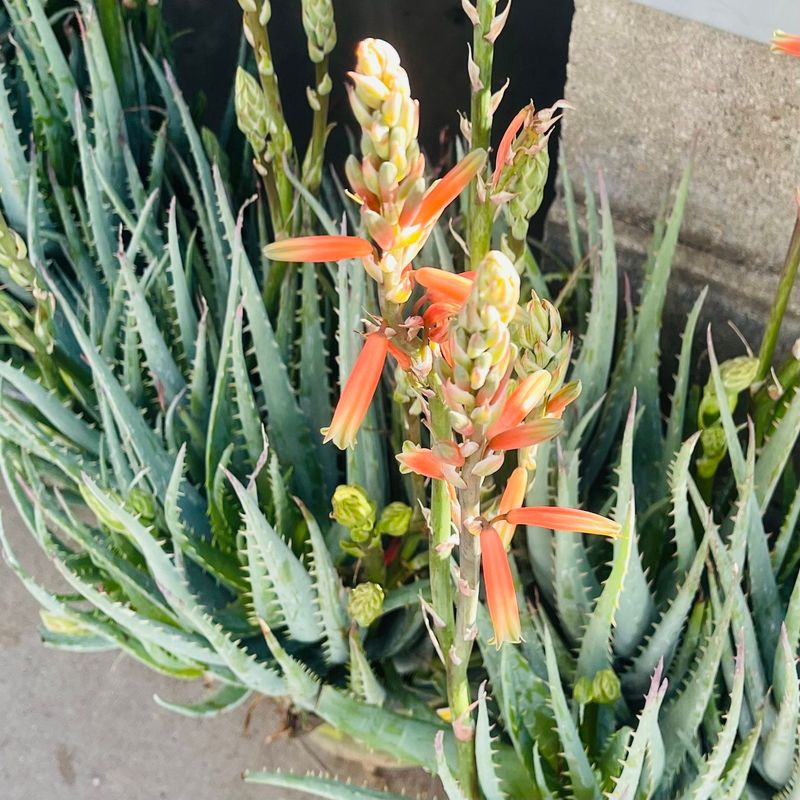 'Blue Elf' Aloe