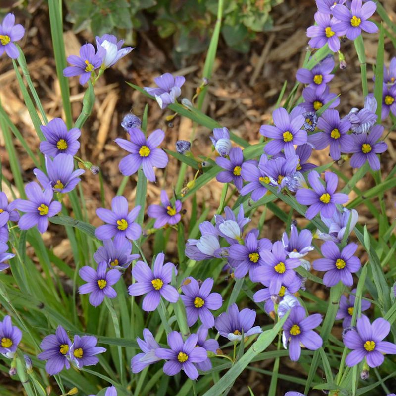 Blue-Eyed Grass Brings Spring Color To Clay
