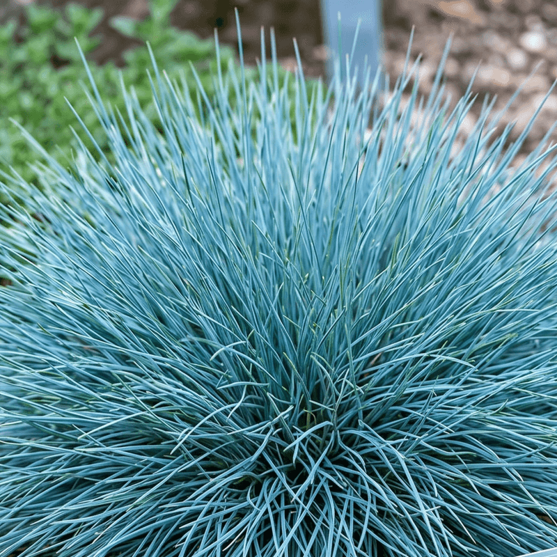 Blue Fescue Adds Cool Color To Sunny Spots Blue Fescue Adds Cool Color To Sunny Spots