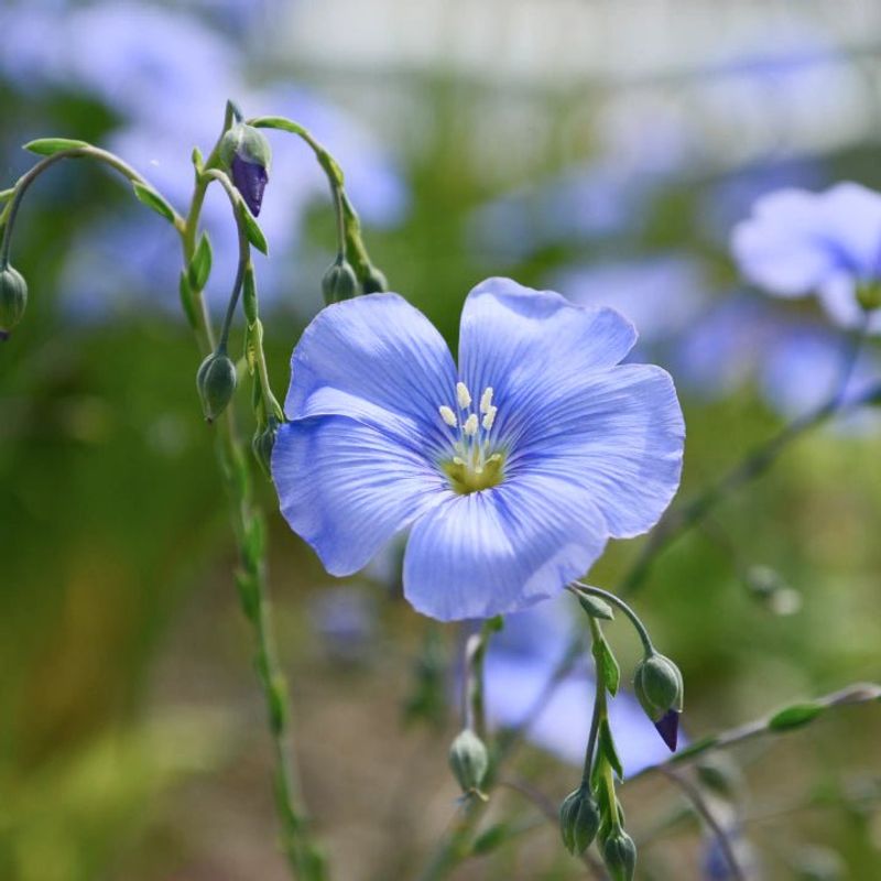 Blue Flax