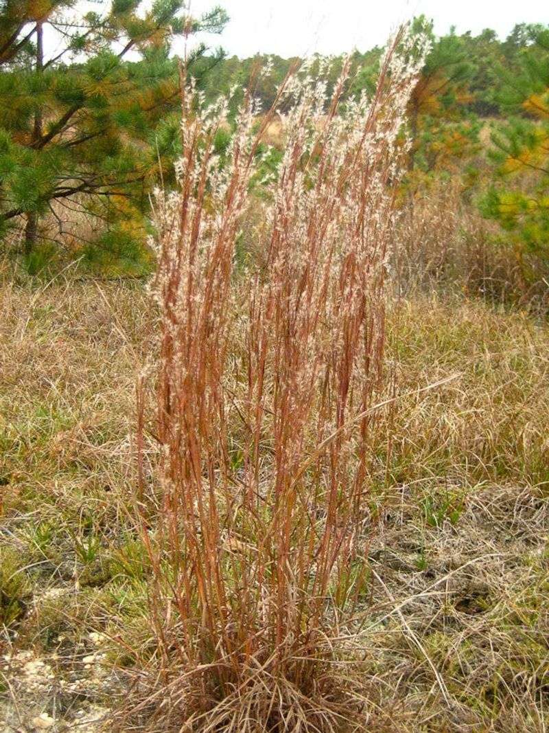 Blue-Green Summer Clumps Shift To Warm Russet As Nights Cool