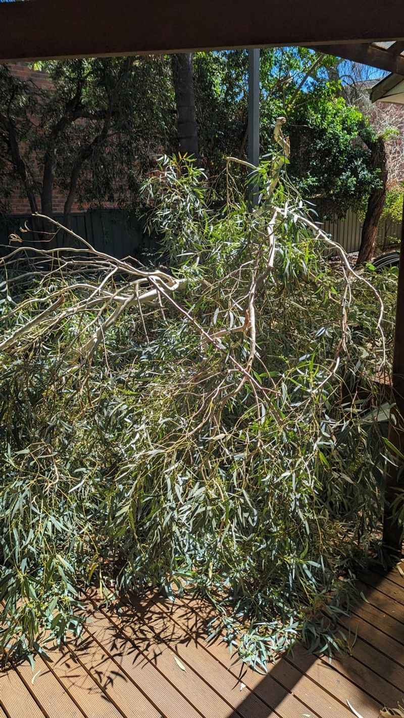 Blue Gum Eucalyptus Drops Heavy Limbs