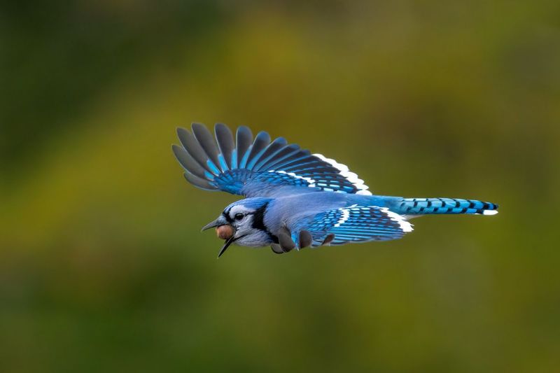 Blue Jays Are Busy Acorn Collectors In Fall
