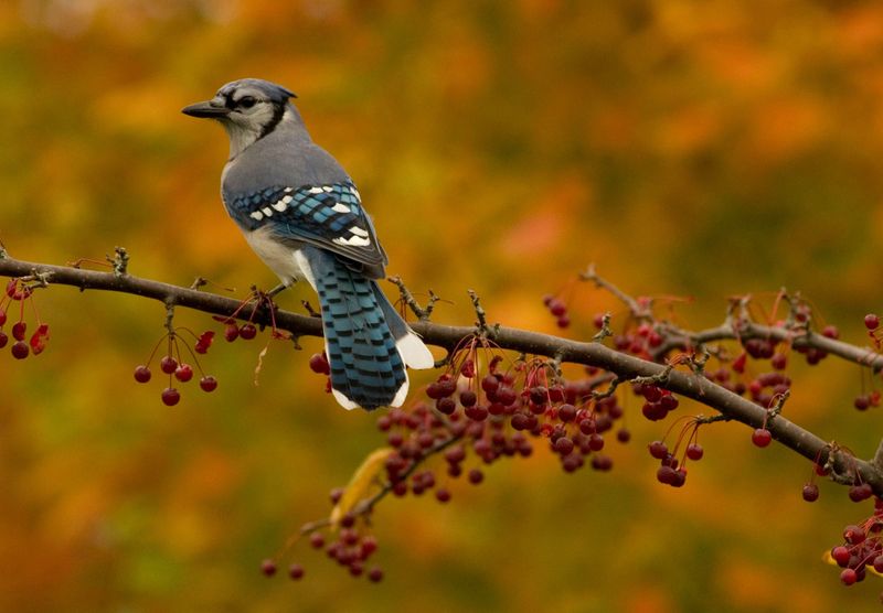 Blue Jays Settle Into Pines At Sunset