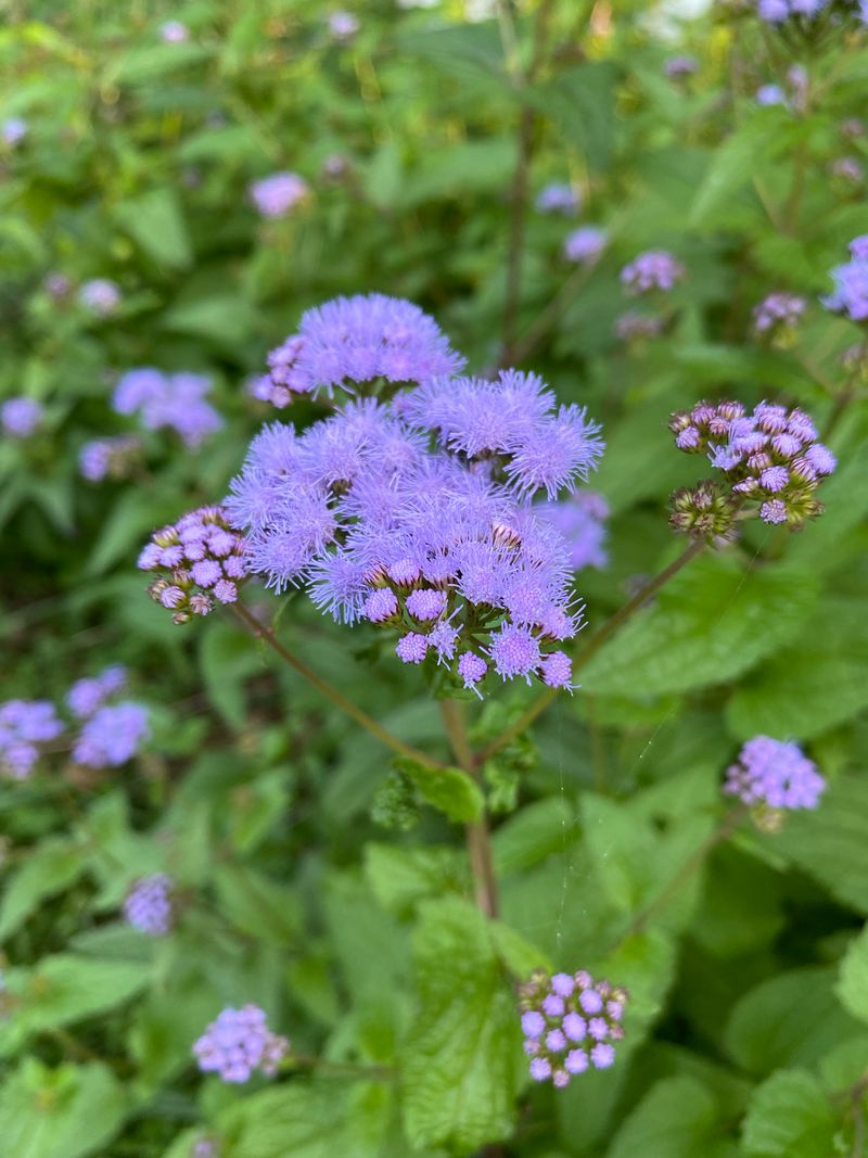 Blue Mistflower Blooms From Summer Into Fall Blue Mistflower Blooms From Summer Into Fall
