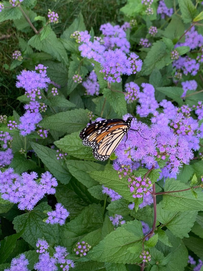 Blue Mistflower Blooms From Summer Into Fall Blue Mistflower Blooms From Summer Into Fall