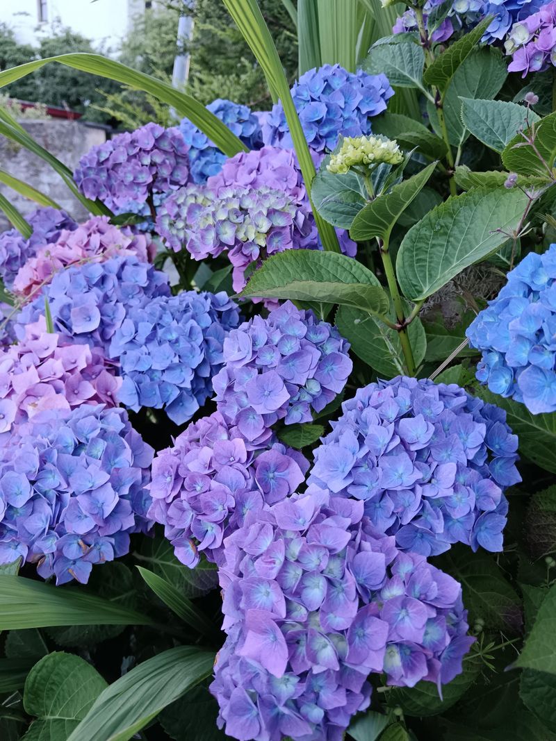 Blue Or Pink Comes Down To What's In The Soil Blue Or Pink Comes Down To What's In The Soil