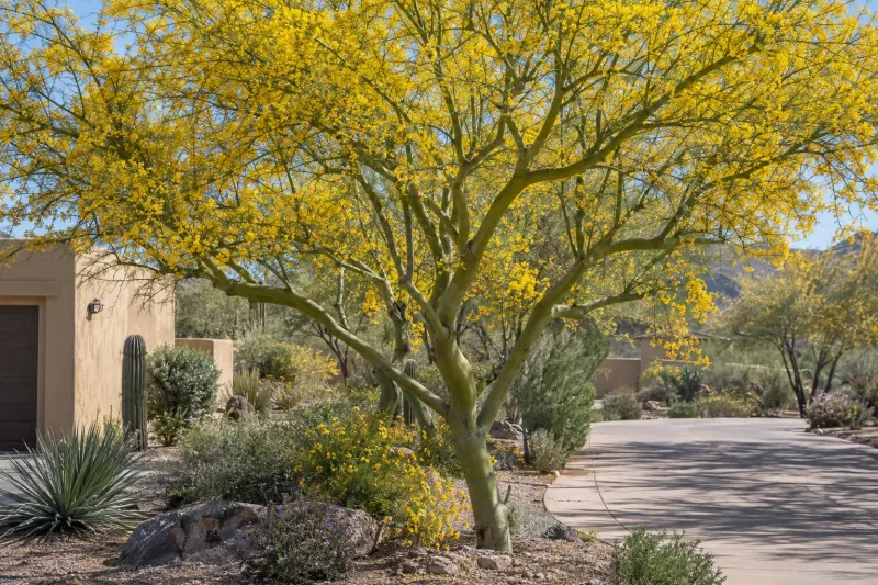 Blue Palo Verde Blue Palo Verde