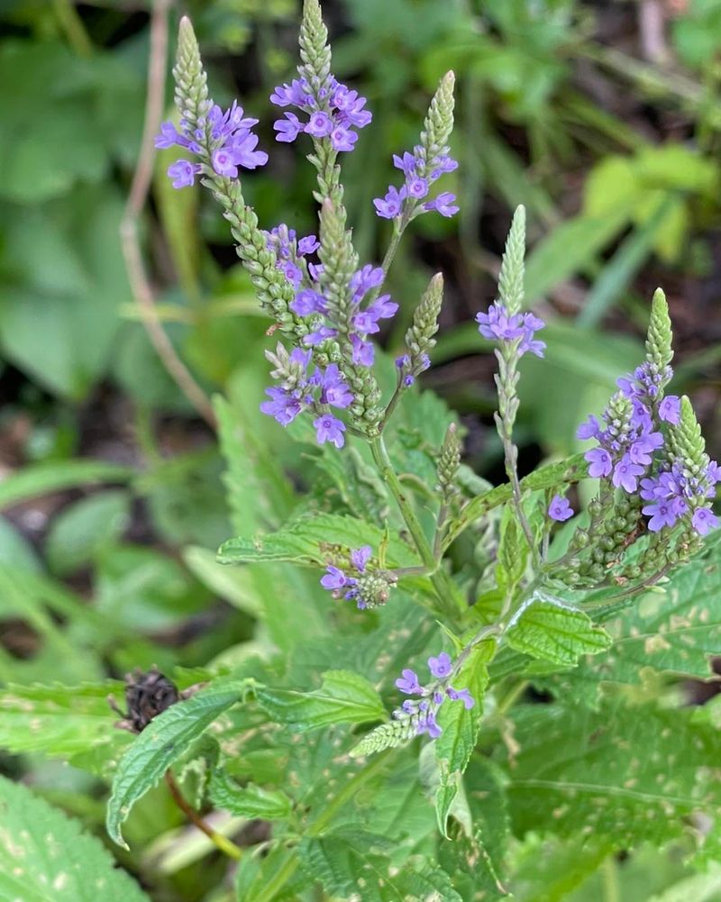 Blue Vervain
