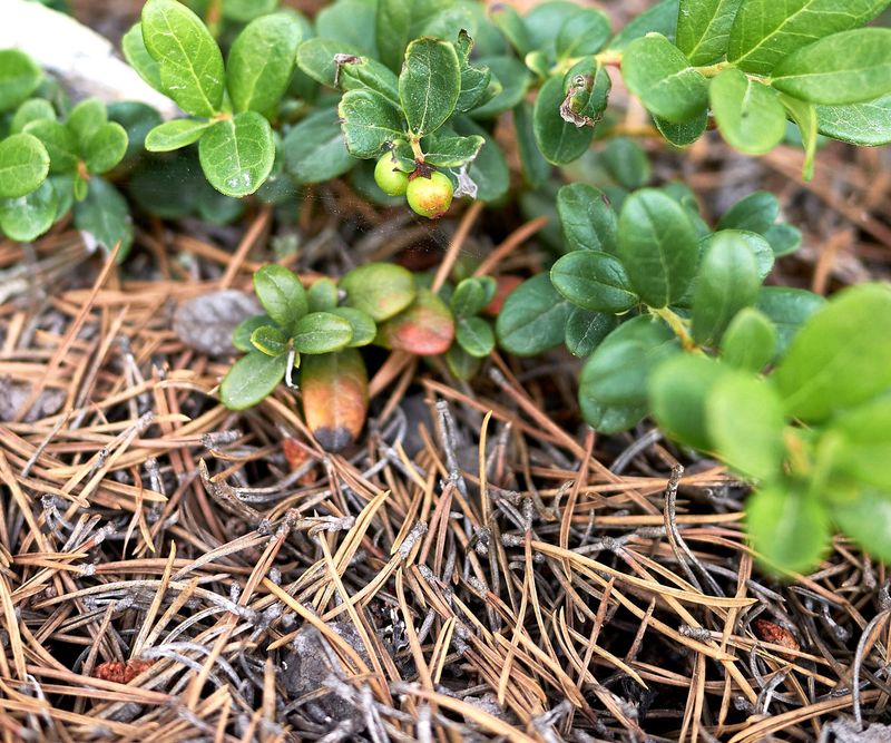 Blueberries And Azaleas Still Love A Pine Needle Blanket
