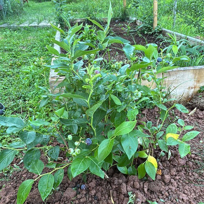 Blueberries Need Far More Acidic Soil Than Typical Garden Beds