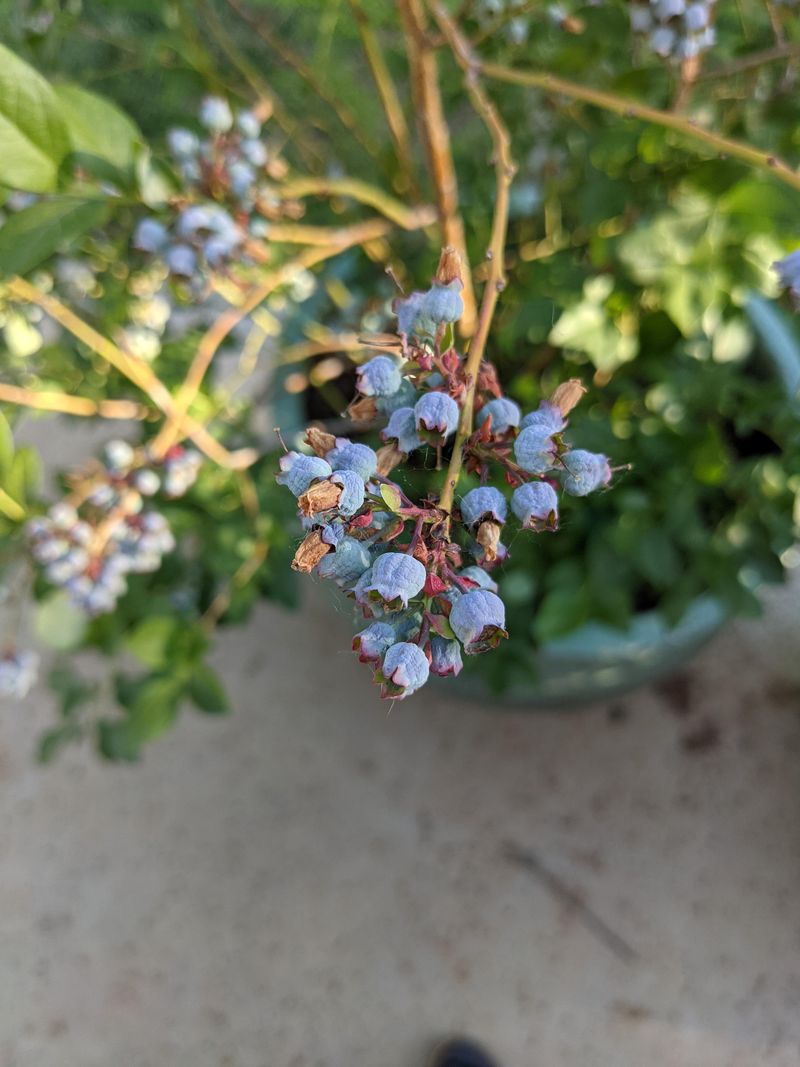 Blueberries Need Steady Moisture Blueberries Need Steady Moisture
