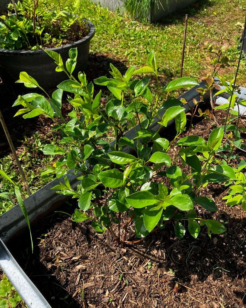 Blueberry Beds That Need Acidic Soil Blueberry Beds That Need Acidic Soil