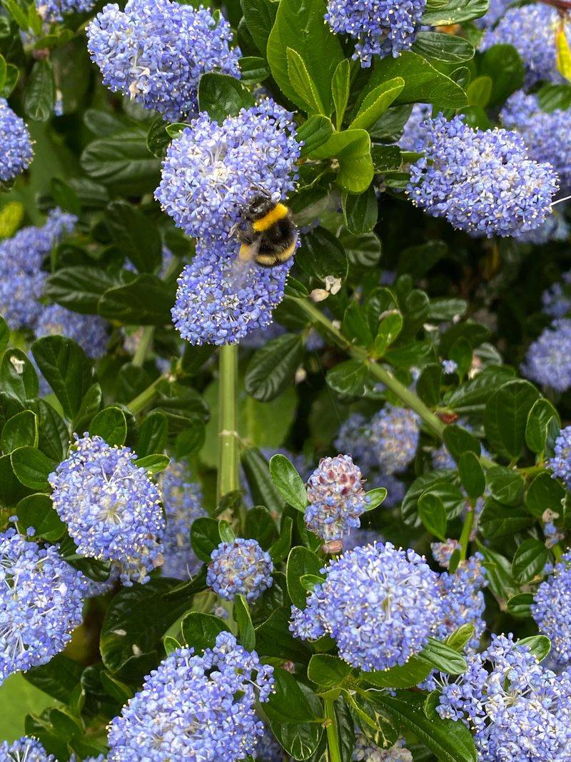 Blueblossom Ceanothus Blueblossom Ceanothus