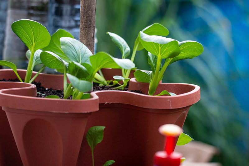 Bok Choy Delivers Quick Asian Greens