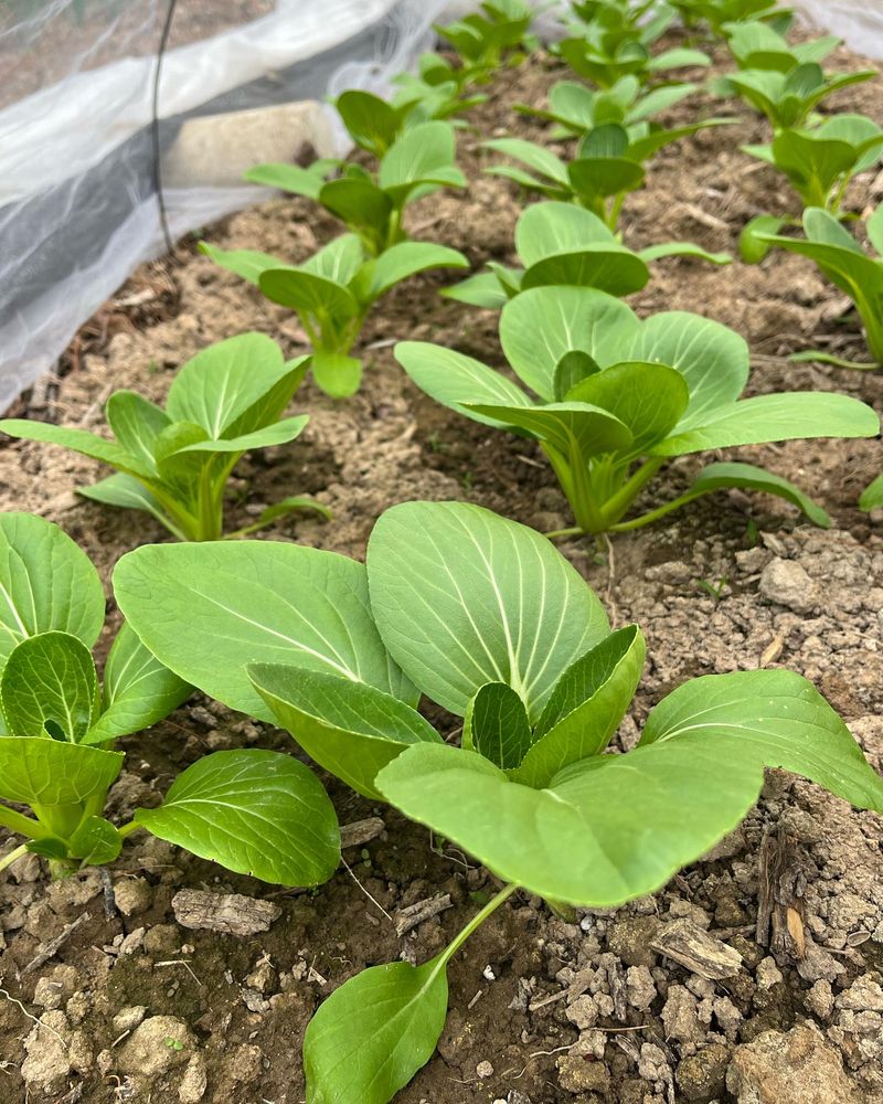 Bok Choy Fits Easily Into A Cool-Season Vegetable Bed