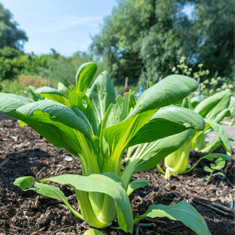 Bok Choy Grows Fast In Cool Weather