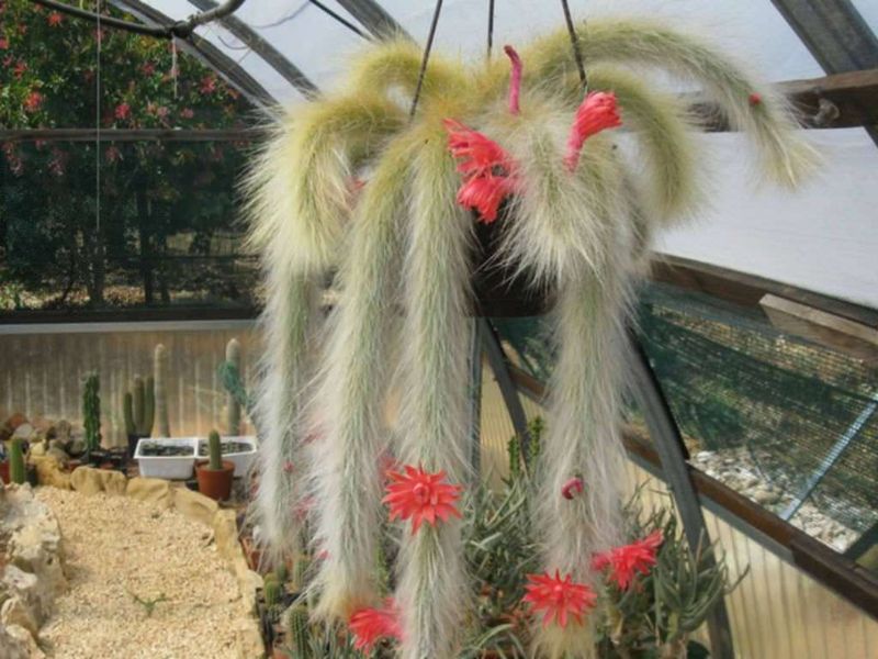 Bolivian Cliffs Are The Home Of The Monkey Tail Cactus Bolivian Cliffs Are The Home Of The Monkey Tail Cactus