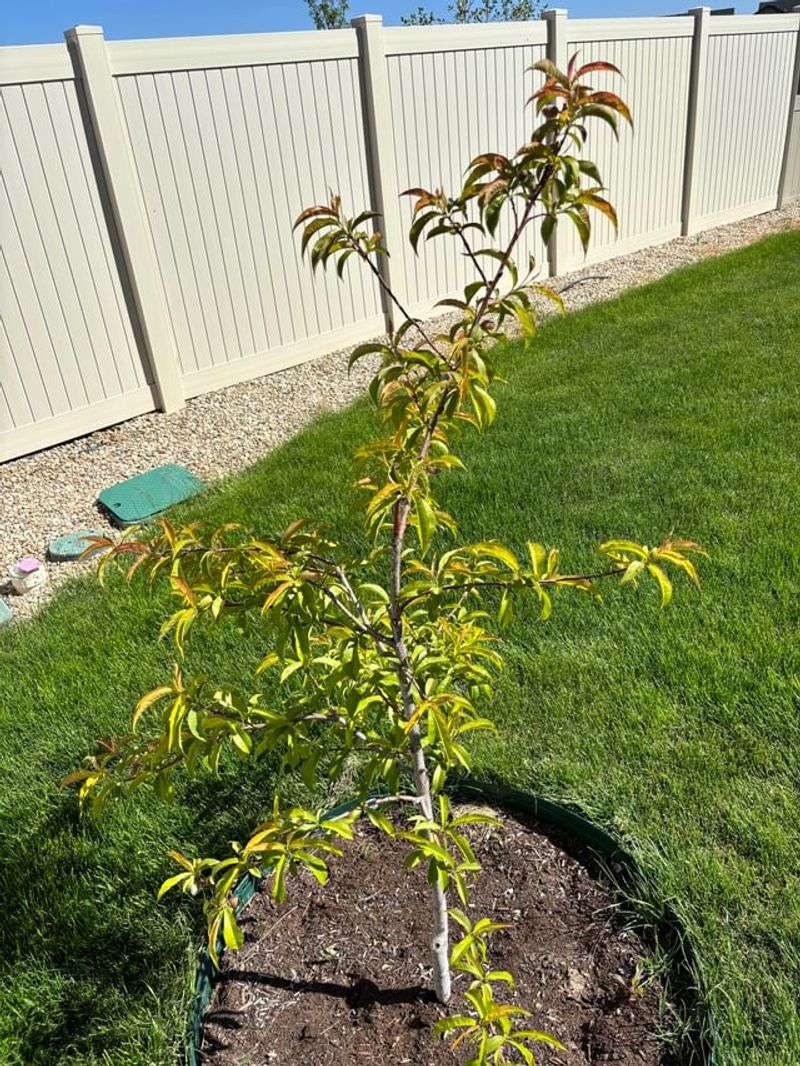 Bone Dry Air Pulls Moisture From Leaves Fast