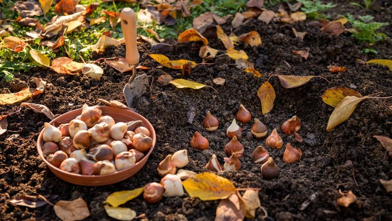 Bone Meal Tucked Beneath Spring Bulbs