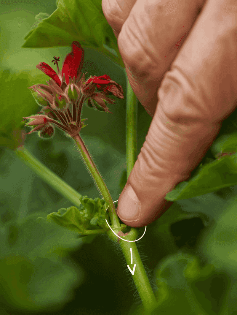 Bonus Trick: Pinch Tips For Bushier Plants Bonus Trick: Pinch Tips For Bushier Plants