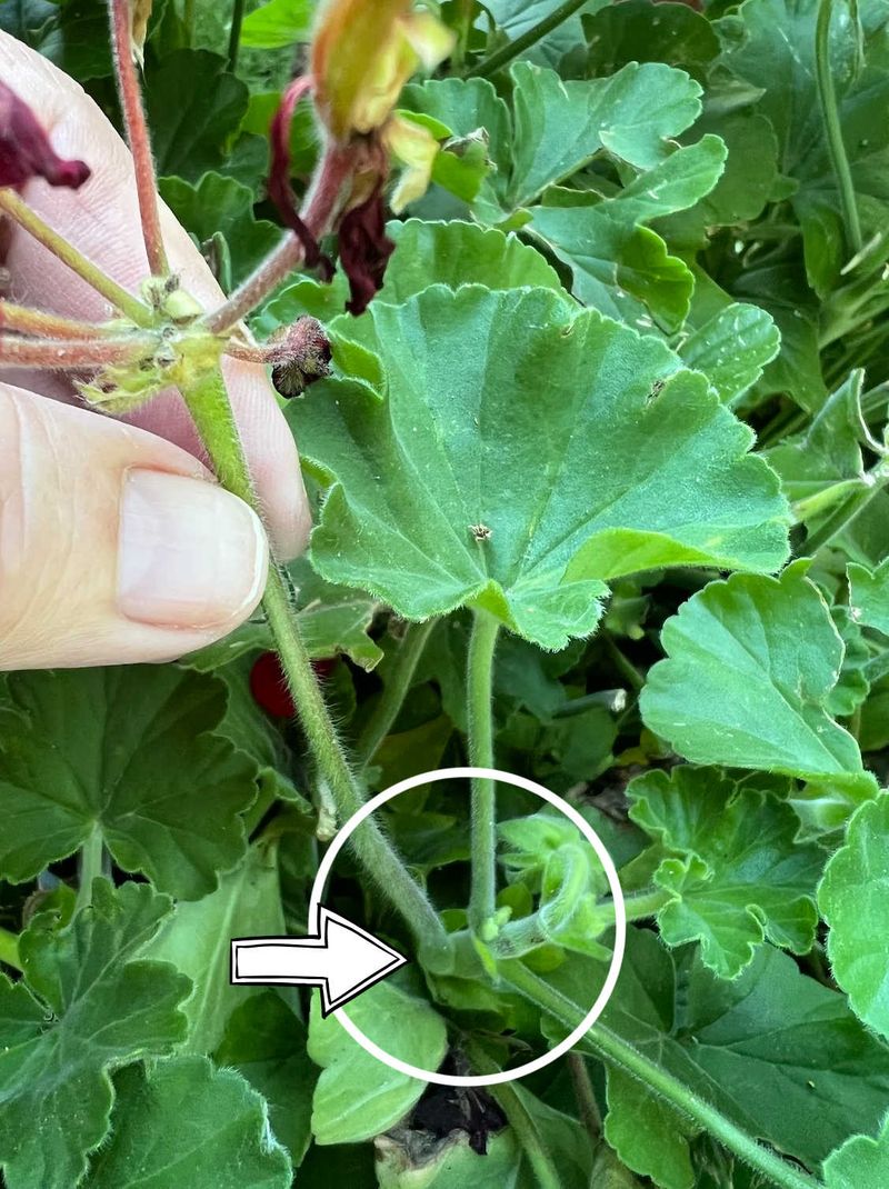 Bonus Trick: Remove Faded Flowers Right Away