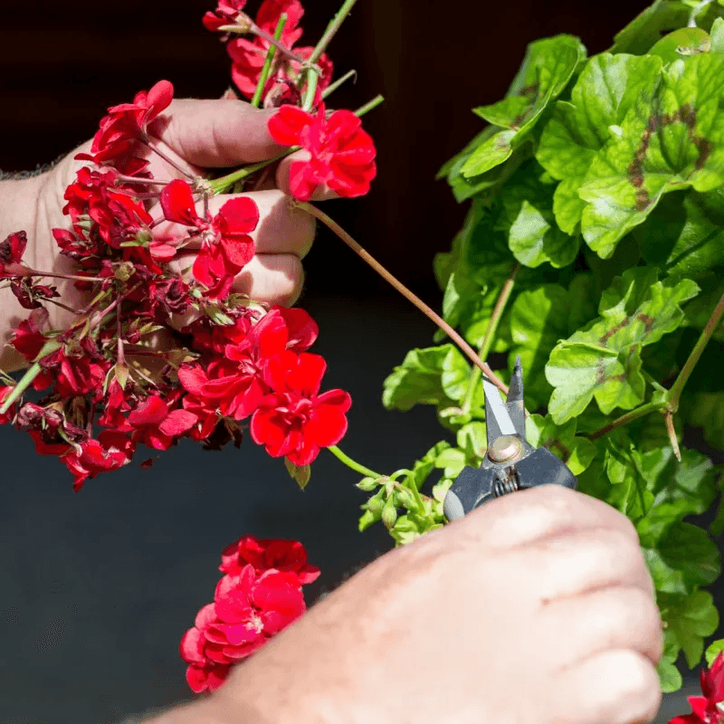 Bonus Trick: Remove Spent Blooms Often Bonus Trick: Remove Spent Blooms Often