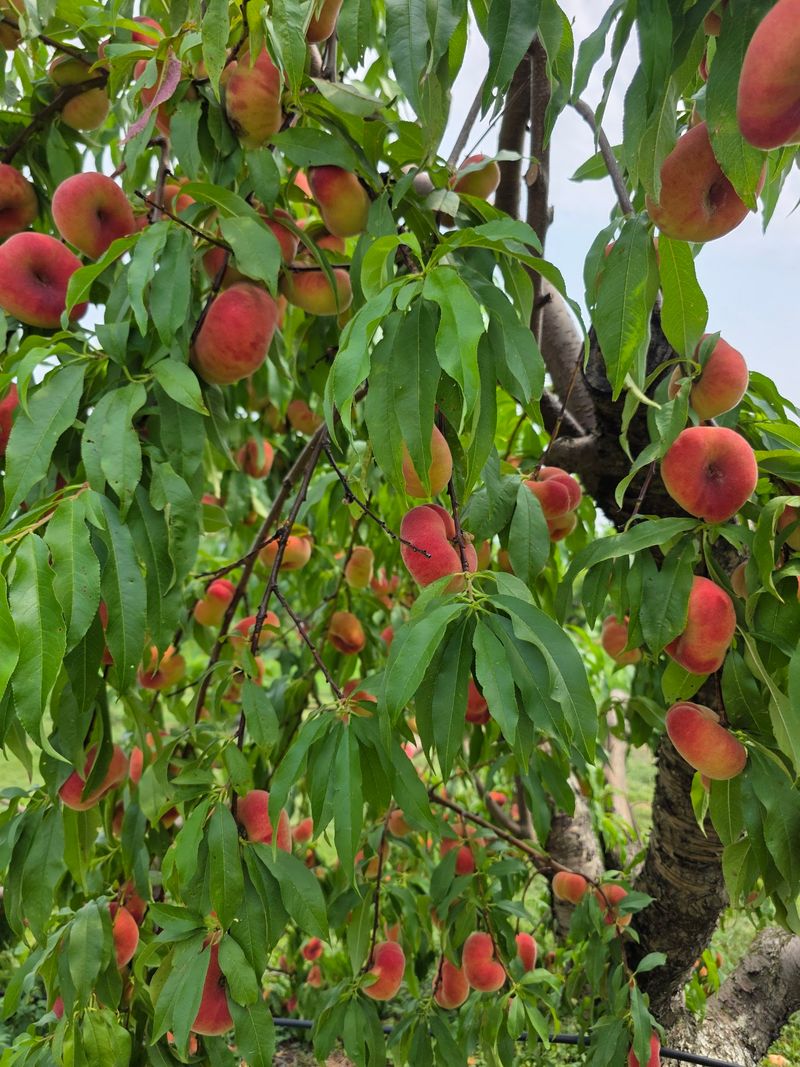 Book Ahead Or Watch Someone Else Pick Your Peaches Book Ahead Or Watch Someone Else Pick Your Peaches