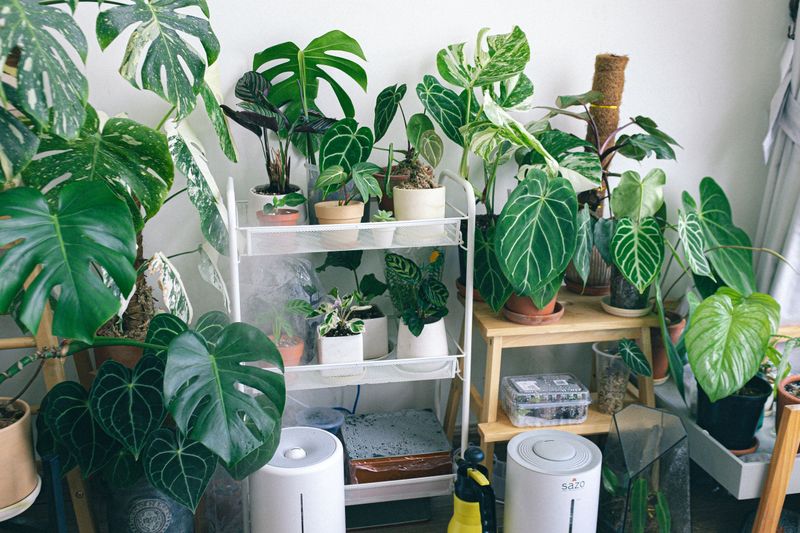 Boost The Humidity Around It