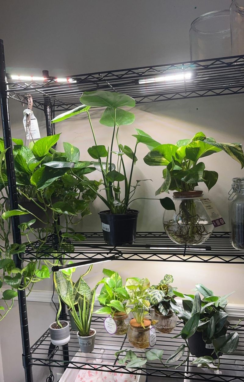 Boost The Humidity Around Its Leaves