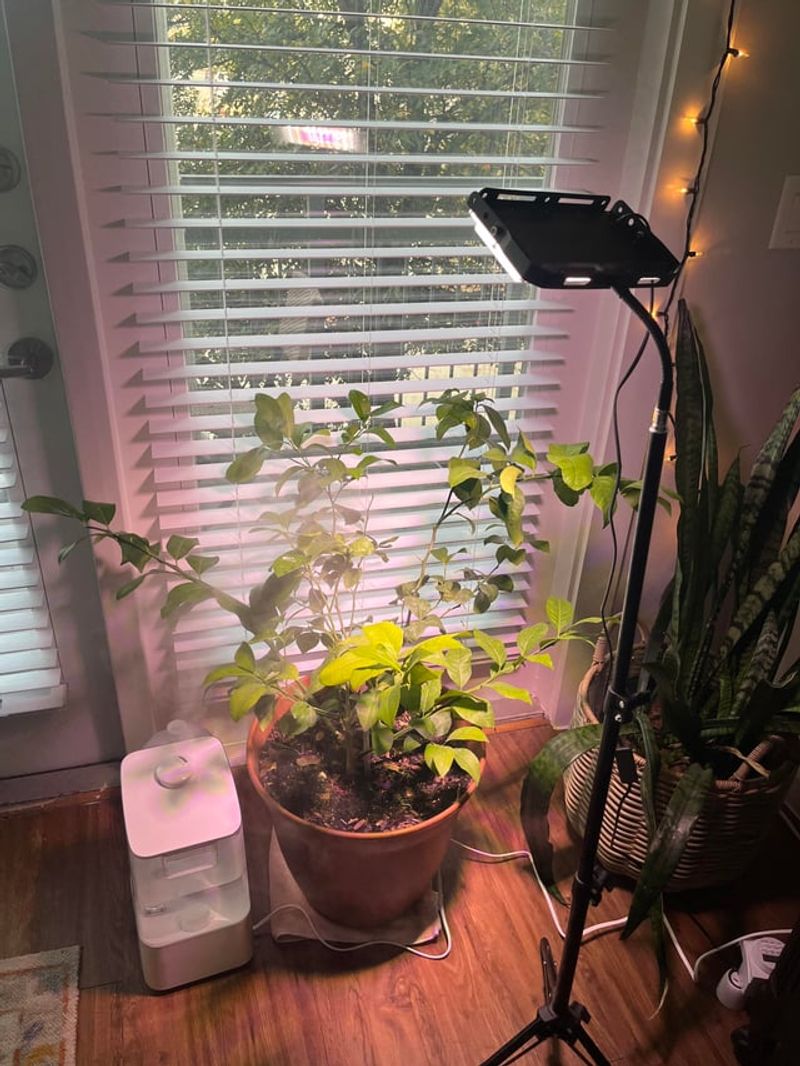 Boost The Humidity For Thirsty Citrus Leaves Boost The Humidity For Thirsty Citrus Leaves
