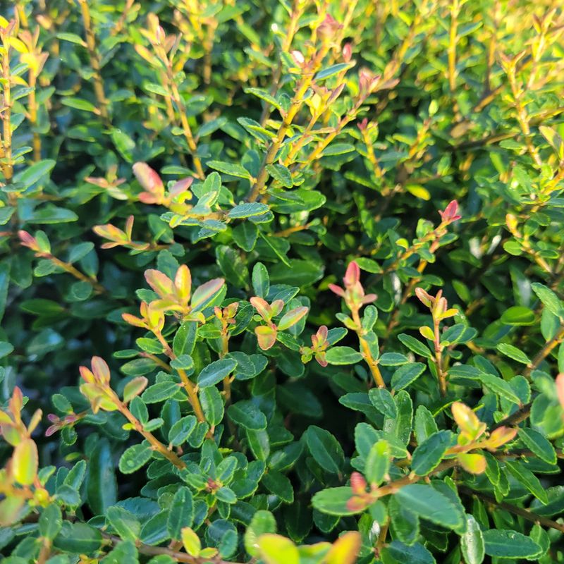'Bordeaux' Dwarf Yaupon Holly Adds Wine-Colored Charm 'Bordeaux' Dwarf Yaupon Holly Adds Wine-Colored Charm
