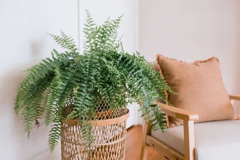 Boston Fern Boston Fern