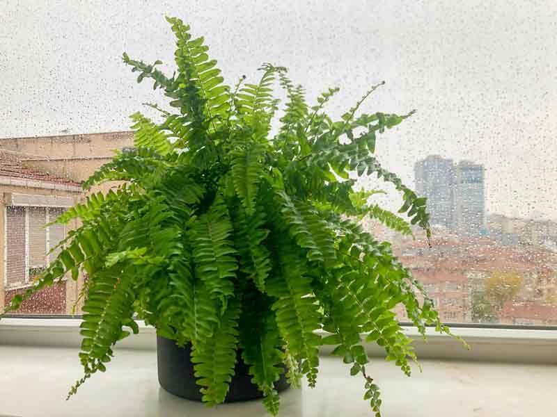 Boston Fern Boston Fern