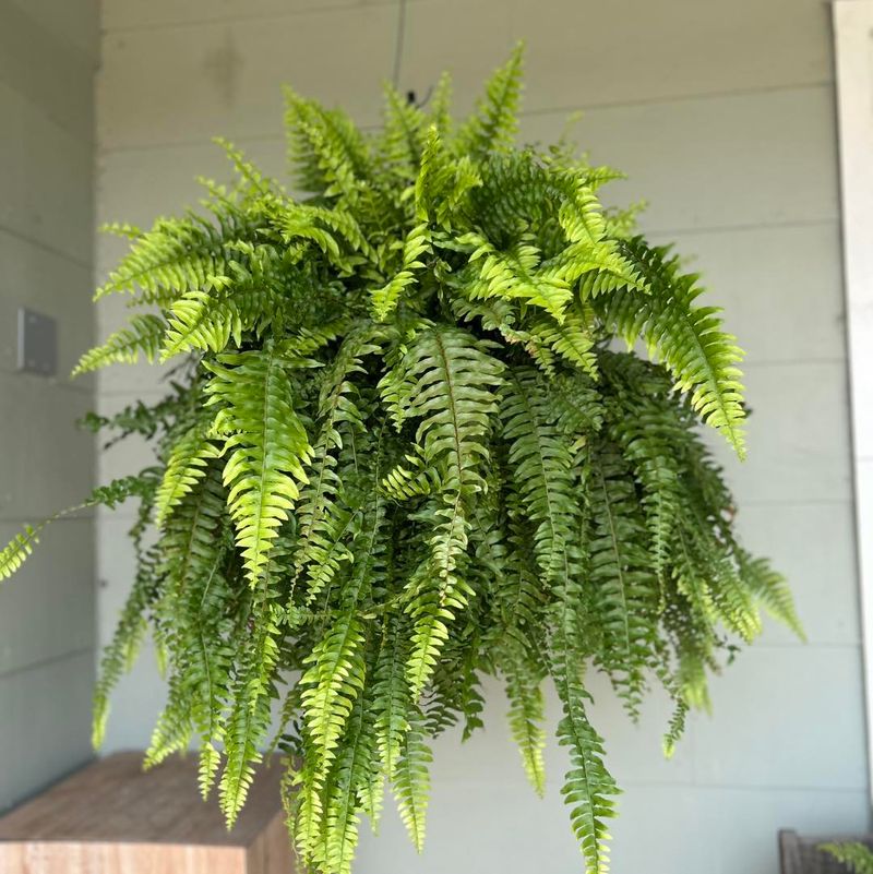 Boston Fern Boston Fern