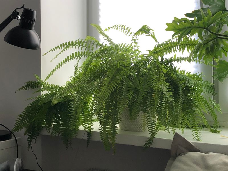 Boston Ferns Can’t Handle The Cold