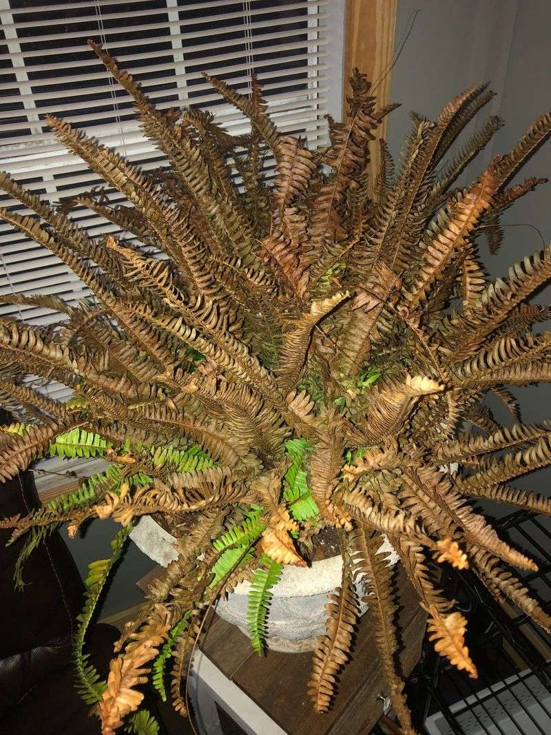 Boston Ferns Need Protection Before The First Frost Boston Ferns Need Protection Before The First Frost