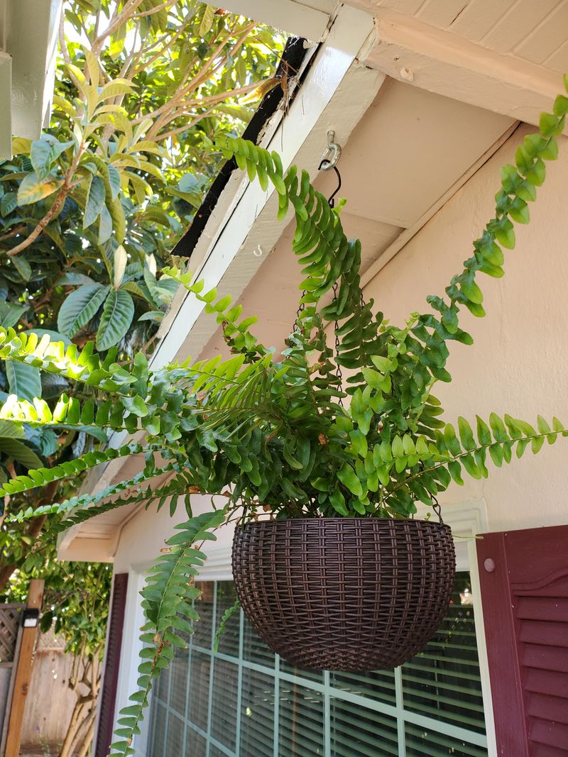Boston Ferns Need Shelter Before Frost Damages Their Fronds Boston Ferns Need Shelter Before Frost Damages Their Fronds