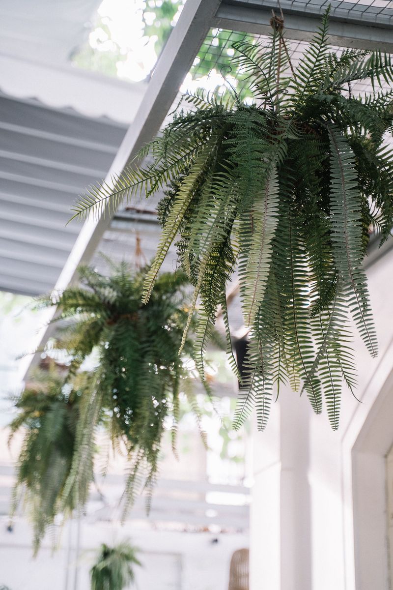 Boston Ferns Suit Hanging Baskets