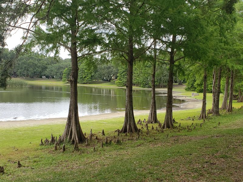 Both Bald Cypress And Pond Cypress Grow Them